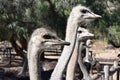 Beautiful portrait of big ostriches on a farm in Oudtshoorn, Little Karoo, in South Africa Royalty Free Stock Photo