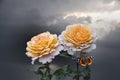 Beautiful big pale orange rose on blured background. Orange rose on the bush. Delicate rose macro Royalty Free Stock Photo