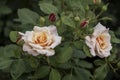 Beautiful big pale orange rose on blured background. Orange rose on the bush. Delicate rose macro Royalty Free Stock Photo