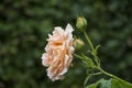 Beautiful big pale orange rose on blured background. Orange rose on the bush. Delicate rose macro Royalty Free Stock Photo