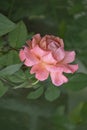 Beautiful big pale pink rose on blured background. Pink rose on the bush. Delicate rose macro Royalty Free Stock Photo
