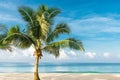 Beautiful big palm tree on the seashore. Coconut tropical tree on the beach of the ocean.Sunny day on seashore for relaxation. Con