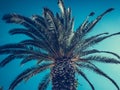 Beautiful big palm tree - vintage shot