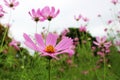 Beautiful Big Pink Color of Cosmos Flowers in garden Royalty Free Stock Photo