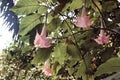 Beautiful big pink or purple flower on green nature background. Tropical Hawaiian Red flower Royalty Free Stock Photo