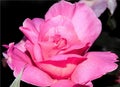 Beautiful pink rose blossomed Royalty Free Stock Photo