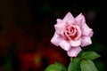 Beautiful big pink rose in garden, closeup Royalty Free Stock Photo