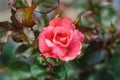 Beautiful big pink rose in garden, closeup Royalty Free Stock Photo