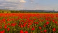 Beautiful Big Poppy Field Royalty Free Stock Photo