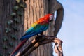 Beautiful big red green-winged macaw parrot bird. Exotic tropical birds Royalty Free Stock Photo