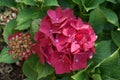 Big red hydrangea flowers in sunny summer day Royalty Free Stock Photo