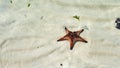 Beautiful big red starfish on the hand,starfish amazing structure on the Phu quoc island, Royalty Free Stock Photo