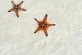 Beautiful big red starfish on the hand,starfish amazing structure on the Phu quoc island, Royalty Free Stock Photo