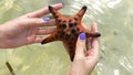 Beautiful big red starfish on the hand,starfish amazing structure on the Phu quoc island, Royalty Free Stock Photo
