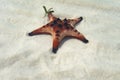 Beautiful big red starfish on the hand,starfish amazing structure on the Phu quoc island, Royalty Free Stock Photo