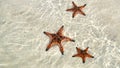 Beautiful big red starfish on the hand,starfish amazing structure on the Phu quoc island, Royalty Free Stock Photo