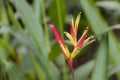 Beautiful big red yellow heliconia flower from tropical nature, Malaysia Royalty Free Stock Photo