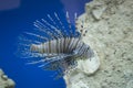 Big saltwater stonefish fish on a blue background in the aquarium Royalty Free Stock Photo