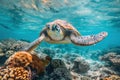 Beautiful big sea turtle. Underwater scene near a coral reef Royalty Free Stock Photo