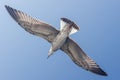 Beautiful big seagull in sky. Open wings with feathers Royalty Free Stock Photo