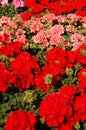 set of natural red and pink geranium flowers Royalty Free Stock Photo