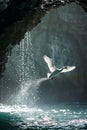 a beautiful big size swan taking off from a lake, ai Royalty Free Stock Photo