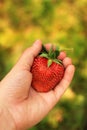 Beautiful big strawberry in hand. Strawberry in hand Royalty Free Stock Photo