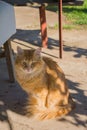 A beautiful big stray golden cat with mournful orange eyes Royalty Free Stock Photo