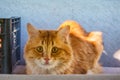 A beautiful big stray golden cat with orange eyes sits on a bench near the house Royalty Free Stock Photo