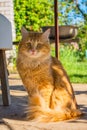 A beautiful big stray golden cat with sad orange eyes. A long-haired red cat with a fluffy tail Royalty Free Stock Photo