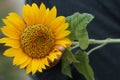 Beautiful big sunflower blossom in hand closeup. Young woman holding yellow flower on natural light black and white background. Royalty Free Stock Photo