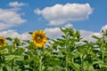 Beautiful big sunflower standing out among the plants with its head towards the sun Royalty Free Stock Photo