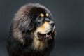 Beautiful big Tibetan mastiff dog Royalty Free Stock Photo