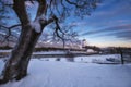 Beautiful big tree on background Castle in the city of Vyborg in winter on the island of the Gulf of Finland