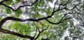 Beautiful big tree branch of Giant monkey pod tree with green leaves for background Royalty Free Stock Photo