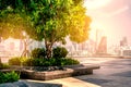 Beautiful big tree and plants on the rooftop of a modern building in Asia, adjusted image golden lighting ambient, the concept for Royalty Free Stock Photo