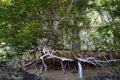 Beautiful and big tree with roots out of the ground Royalty Free Stock Photo