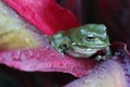 Green tree frog close up on a red leaf Royalty Free Stock Photo