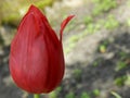 Beautiful big tulip with open flower petal