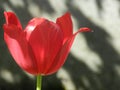 Beautiful big tulip, the red flower