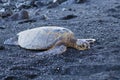 Beautiful big turtle lying on black sand Royalty Free Stock Photo