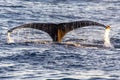 Beautiful and big whale tail diving in the deep sea of the Gulf of California where the Cortez Sea meets the Pacific Ocean.