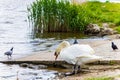 Beautiful big white swan at the coast next to river going to water Royalty Free Stock Photo