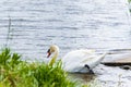 Beautiful big white swan at the coast next to river going to water Royalty Free Stock Photo