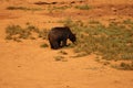 Beautiful big wild brown bear dangerous Spanish claws