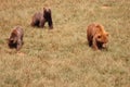 Beautiful big wild brown bear dangerous Spanish claws