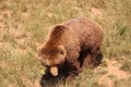 Beautiful big wild brown bear dangerous Spanish claws