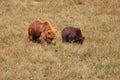 Beautiful big wild brown bear dangerous Spanish claws