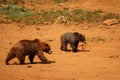 Beautiful big wild brown bear dangerous Spanish claws