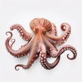 Beautiful big wild octopus looking forward is shown in full length, Ai generated Royalty Free Stock Photo